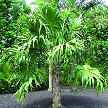картинка Флоридская соломенная пальма (Thrinax radiata) семена 2 шт от магазина ThFlora