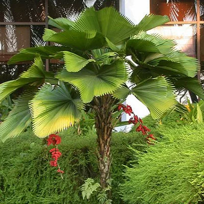 картинка Ликуала пальма Licuala Grandis семена 10 шт от магазина ThFlora