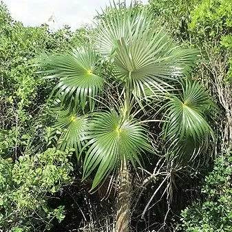 картинка Кубинская серебристая пальма (Coccothrinax litoralis ) семена 2 шт от магазина ThFlora