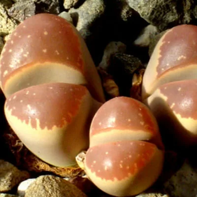картинка Литопс (Lithops Olivacea var. Nebrownii) Живые камни семена 4 шт от магазина ThFlora