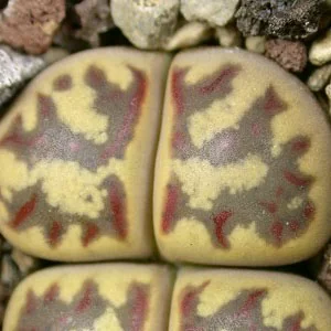 картинка Литопс (C300 Lithops dorotheae) живые камни семена от магазина ThFlora