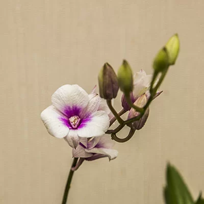 картинка Дендробиум-Фаленопсис (Dendrobium Phalaenopsis) 4940 от магазина ThFlora