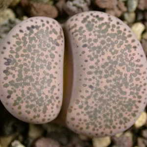 картинка Литопс (C131 Lithops terricolor (syn. peersii)) живые камни семена от магазина ThFlora