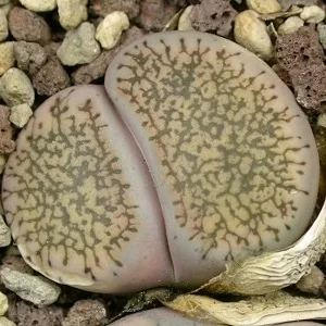 литопс lesliei ssp. burchellii
