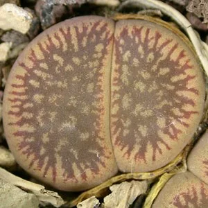 картинка Литопс (C054 Lithops aucampiae ssp. euniceae v. fluminalis) живые камни семена от магазина ThFlora