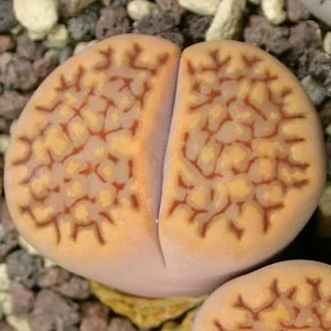 картинка Литопс (C303 Lithops hallii v. ochracea) живые камни семена от магазина ThFlora