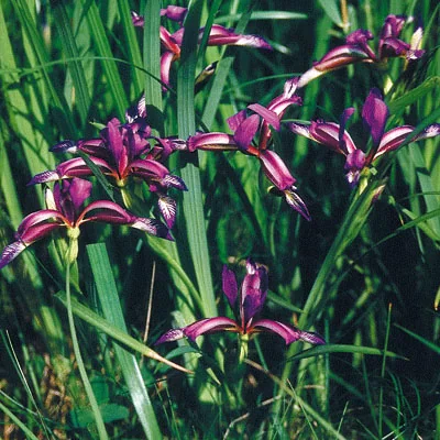 картинка Ирис злаковидный (Iris Graminea) от магазина ThFlora