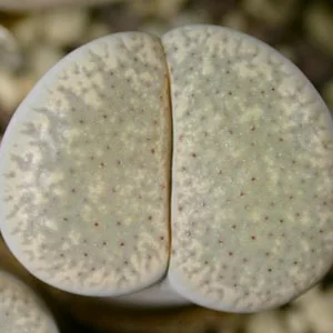 картинка Литопс (C160 Lithops verruculosa v. glabra) живые камни семена от магазина ThFlora