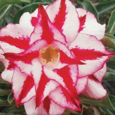 картинка Адениум тучный "Triple Red Finale" семена 3 шт от магазина ThFlora