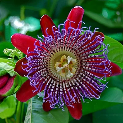 картинка Пассифлора Гигантская Passiflora Quadrangularis семена 3 шт от магазина ThFlora