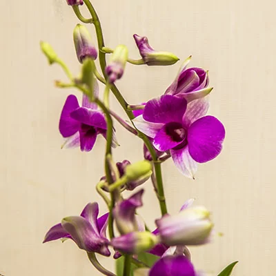 картинка Дендробиум-Фаленопсис (Dendrobium Phalaenopsis) 4934 от магазина ThFlora