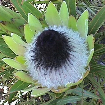 картинка Протея Protea Longifolia семена 2 шт от магазина ThFlora