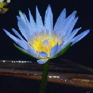 картинка Нимфея Nymphaea Light Blue Water Lily от магазина ThFlora