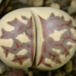 картинка Литопс (C124 Lithops dorotheae) живые камни семена от магазина ThFlora