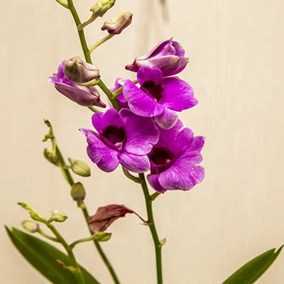 картинка Дендробиум-Фаленопсис (Dendrobium Phalaenopsis) 4936 от магазина ThFlora