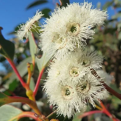 картинка Эвкалипт (Eucalyptus Triflora) семена 5 шт от магазина ThFlora