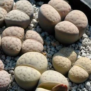картинка Литопс (C166 Lithops vallis-mariae) живые камни семена от магазина ThFlora