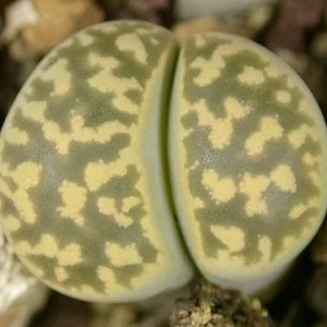 картинка Литопс (C143А Lithops karasmontana ssp. bella) живые камни семена от магазина ThFlora
