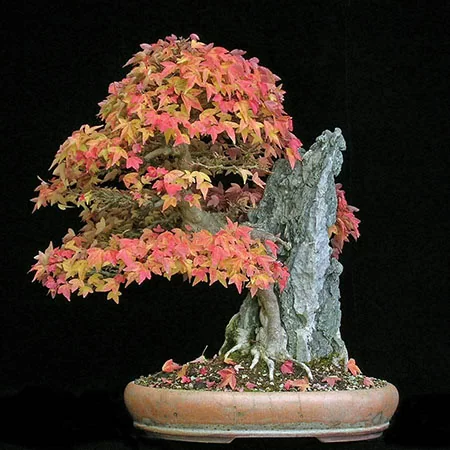 картинка Клен Бюргера трехраздельный  (Acer buergeranum) семена 3 шт от магазина ThFlora