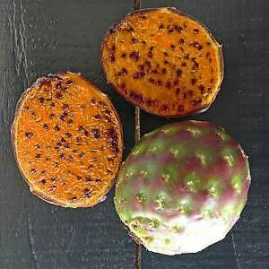 картинка Стеноцереус Amarillo (Stenocereus queretaroensis) семена 3 шт от магазина ThFlora