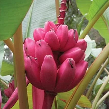 картинка Банан (Musa velutina) семена 3 шт от магазина ThFlora
