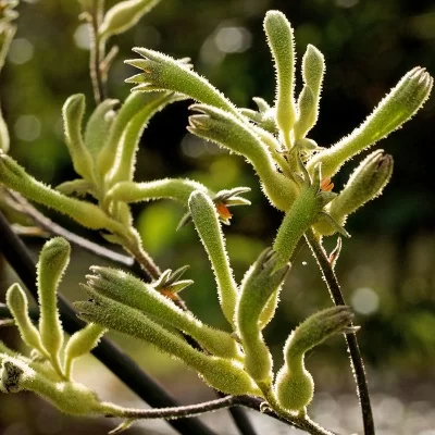 картинка Лапки кенгуру зеленые (Anigozanthos Flavius) семена 3 шт от магазина ThFlora