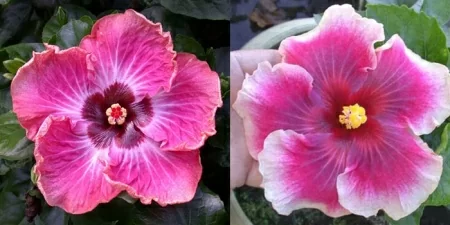 картинка Гибискус Dream Catcher x Moorea Imperial Blossom семена 1 шт от магазина ThFlora