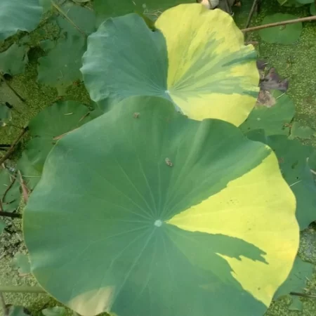 lotus-var