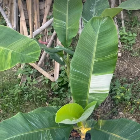 Banana Papua var