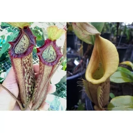 nepenthes-1-800-0005