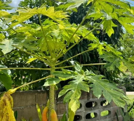 картинка Папайя вариегатная (Carica papaya) семена 3 шт от магазина ThFlora