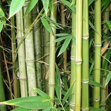 картинка Бамбук Гигантский колючий (Bambusa bambos) семена 10 шт от магазина ThFlora
