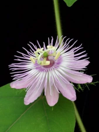 картинка Пассифлора Passiflora Foetida Вонючая 10 шт от магазина ThFlora