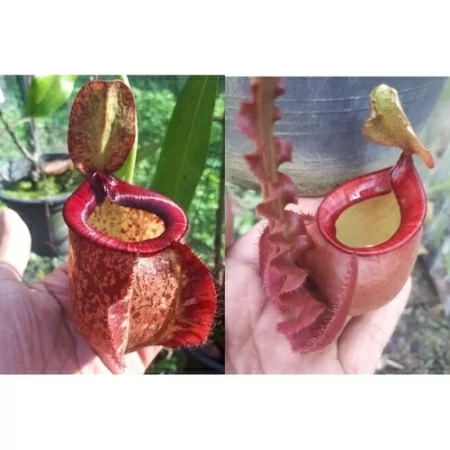 nepenthes-1-800-0002