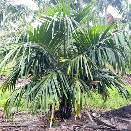 картинка Сиагрус (Arikury Palm) семена 2 шт от магазина ThFlora