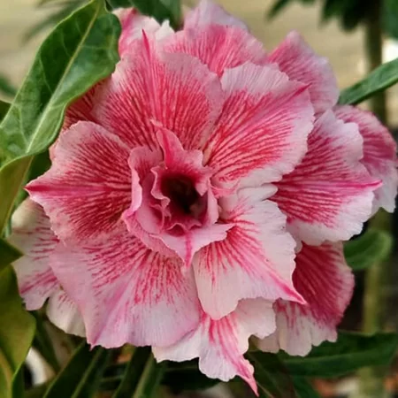 картинка Адениум тучный "Розовая пантера" семена 2 шт от магазина ThFlora
