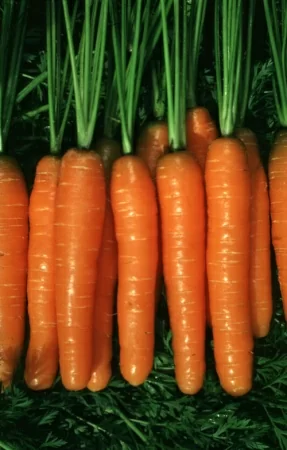 картинка Морковь (Heirloom Rainbow Carrot) от магазина ThFlora