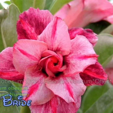 картинка Адениум тучный "Violet Bride" семена 3 шт от магазина ThFlora