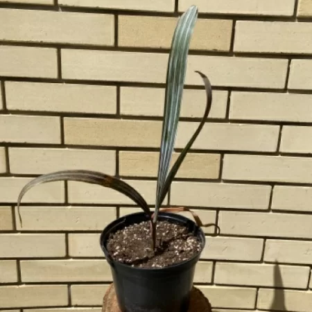 картинка  Бисмаркия Bismarckia Nobilis 40 см от магазина ThFlora