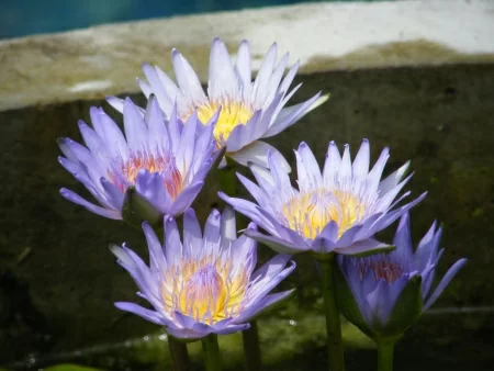 картинка Нимфея Blue Water Lily от магазина ThFlora