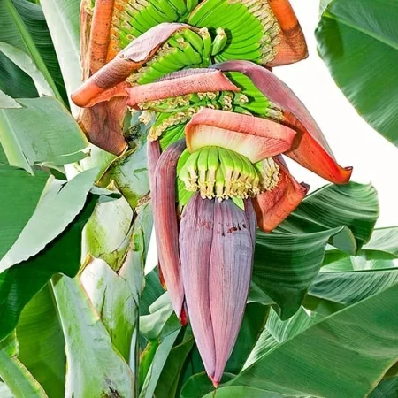 картинка Банан заострённый (Musa acuminata) семена 3 шт от магазина ThFlora