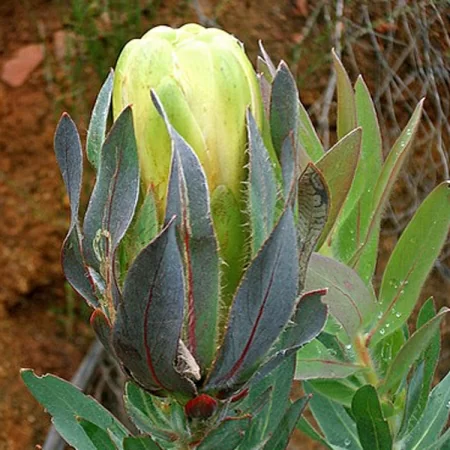 картинка Протея Protea Coronata семена от магазина ThFlora