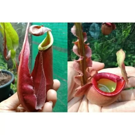 nepenthes-1-800-0003