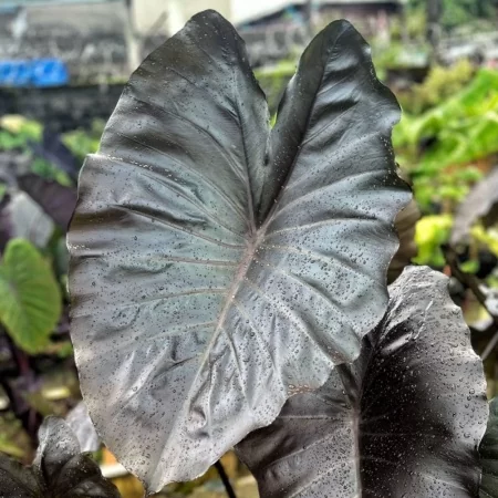 colocasia-dark-butterfly