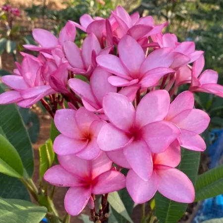 картинка Плюмерия "Розовая Амазонка" семена 3 шт от магазина ThFlora