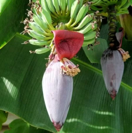 картинка Банан (Musa ochracea) семена 2 шт от магазина ThFlora