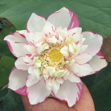 lotus-pink-edge-1