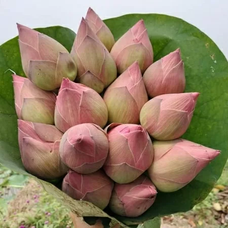 картинка Лотос священный розовый Nelumbo Nucifera семена 2 шт от магазина ThFlora