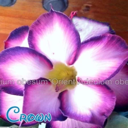 картинка Адениум тучный "Пурпурная Корона" семена 3 шт от магазина ThFlora