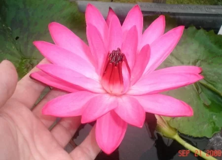 картинка Нимфея Pink Night Water Lily от магазина ThFlora